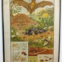 Affiche scolaire Librairie Charles Delagrave 15, Rue Soufflot Paris début XX