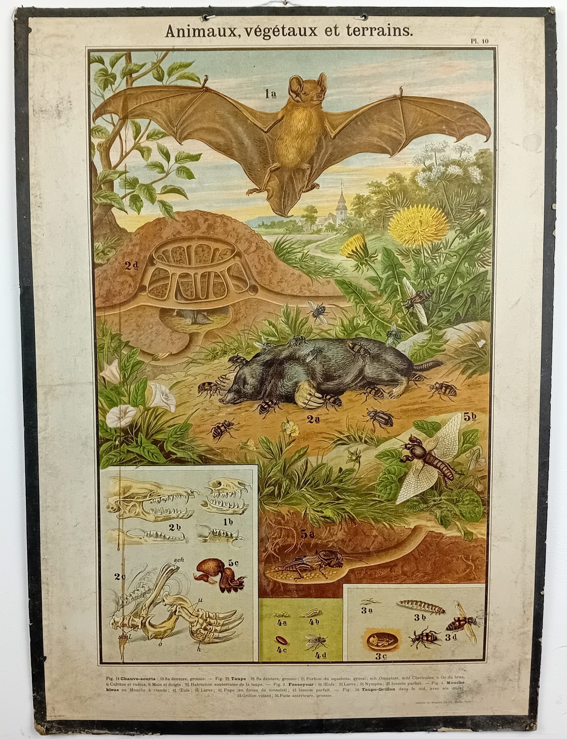 Affiche scolaire Librairie Charles Delagrave 15, Rue Soufflot Paris début XX
